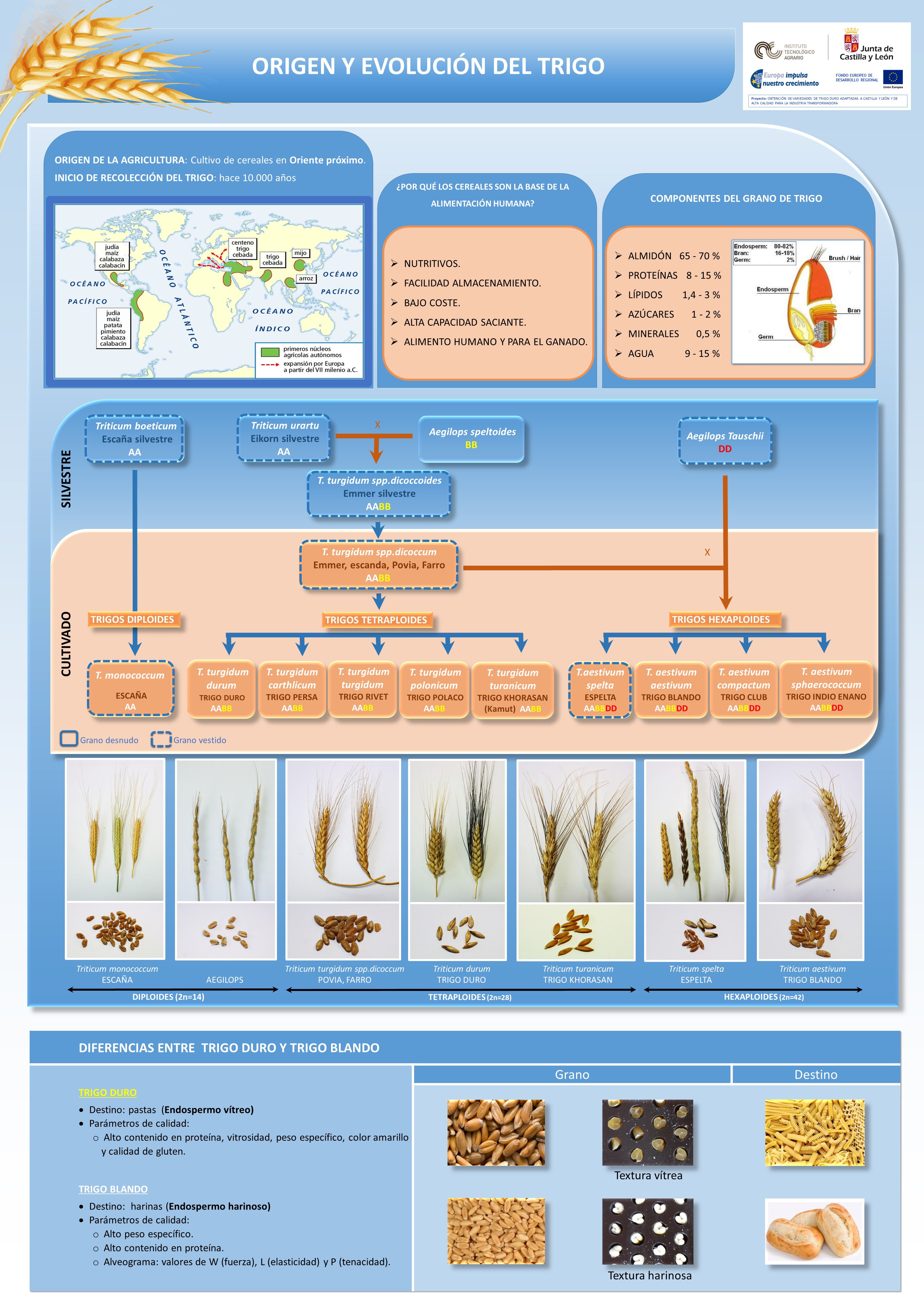 Origen y evolución del trigo